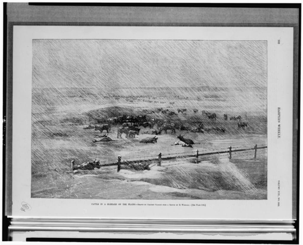 Cattle in a blizzard on the plains, a wood engraving in Harper's Weekly in 1886. No photograph of 1888 exists.