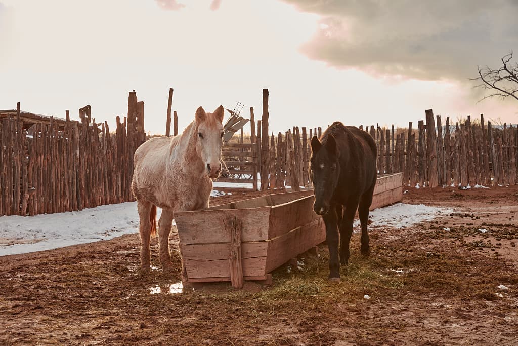 Horses at the corral, 2018. The post has been run without a break since 1878.