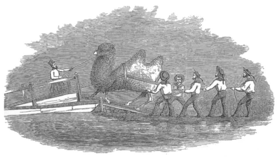 Gwinn Heap's drawing of camels being landed, made for Jefferson Davis's report to Congress.