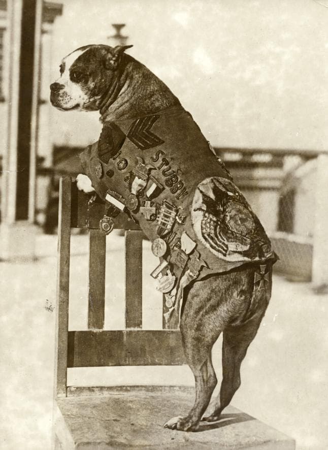 Stubby up on his hind legs, wearing the coat his decorations were pinned to.