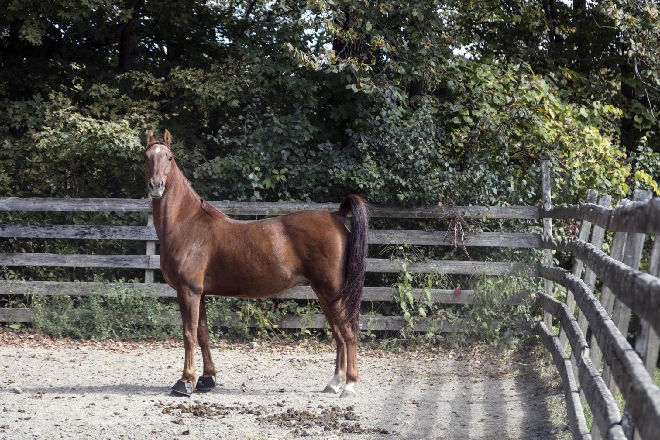 A Morgan at the Weybridge farm, 2017. A breed example, not the founding stallion.