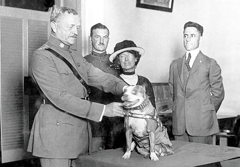 General Pershing awards Stubby a medal in 1921, Robert Conroy standing at right.