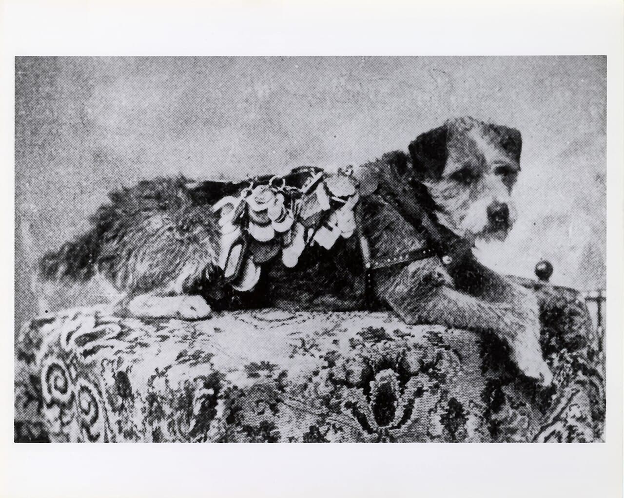 Owney lying under the weight of his tags. Clerks added one at every stop.